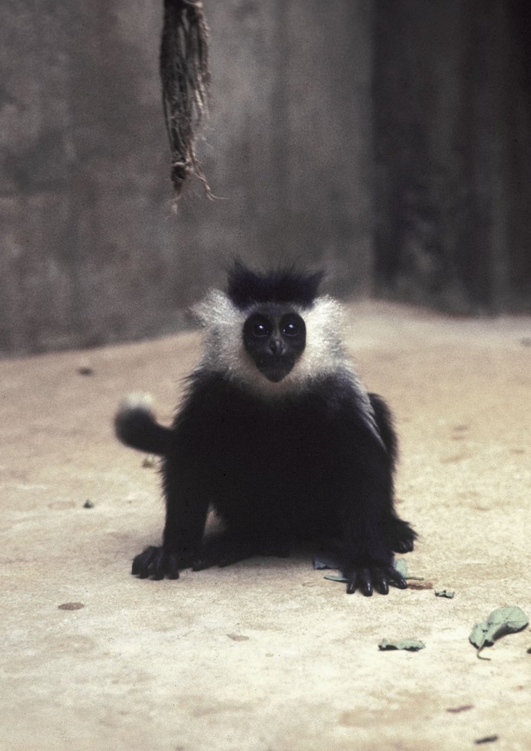 Ruwenzori black & white colobus (Adolf Friedrich's colobus) 1973