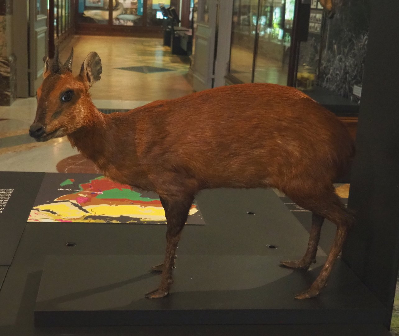 Ruwenzori duiker (Cephalophus rubidus) specimen, 2021-10-20