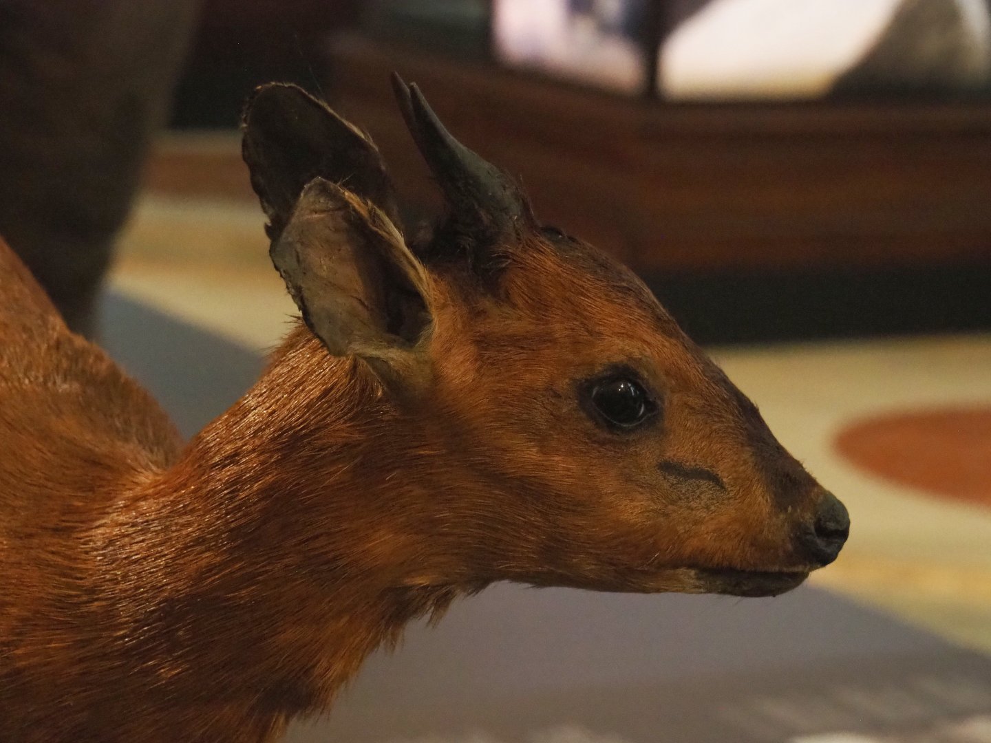 Ruwenzori duiker (Cephalophus rubidus) specimen, Ruwenzori duiker (Cephalophus rubidus) specimen, 2021-10-20