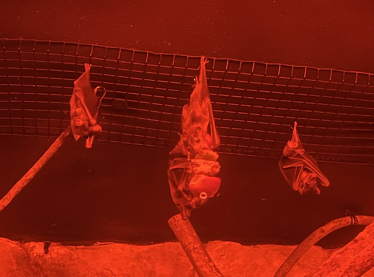 Ruwenzori Fruit Bats