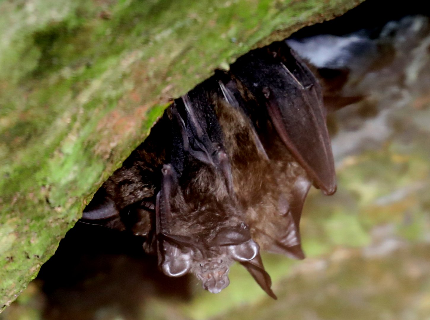 Ruwenzori horseshoe bat (Rhinolophus ruwenzorii)