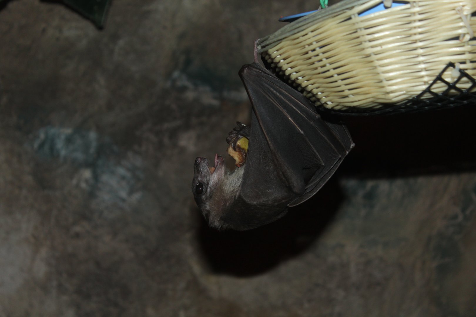 Ruwenzori Long-haired Fruit Bat - Oct 2017