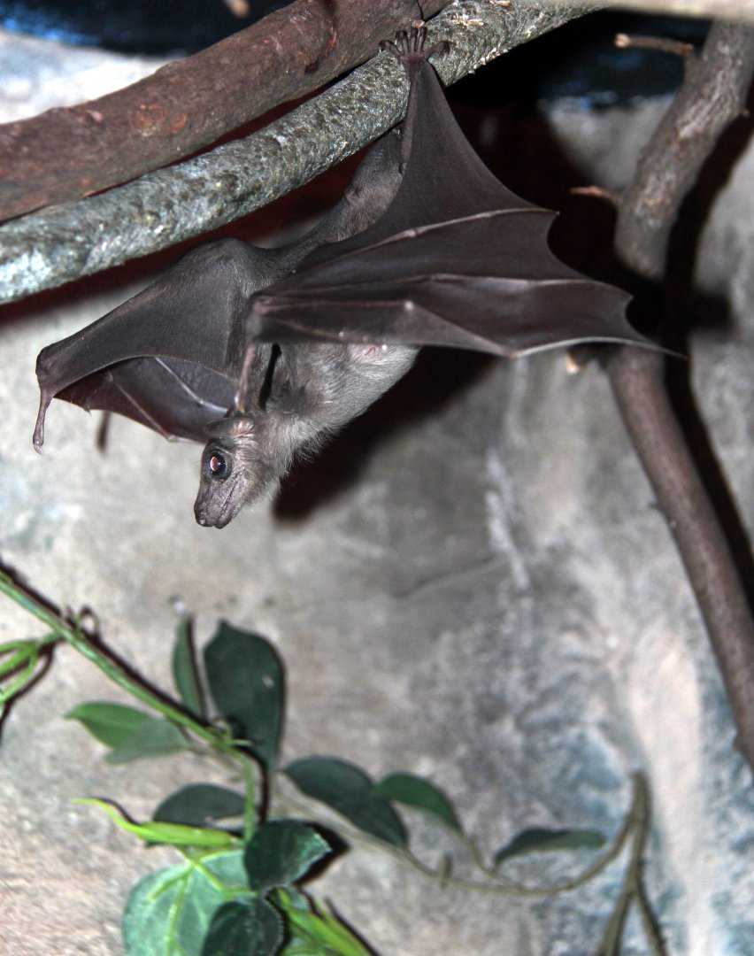 Ruwenzori Long-Haired Fruit Bat (Rousettus lanosus)