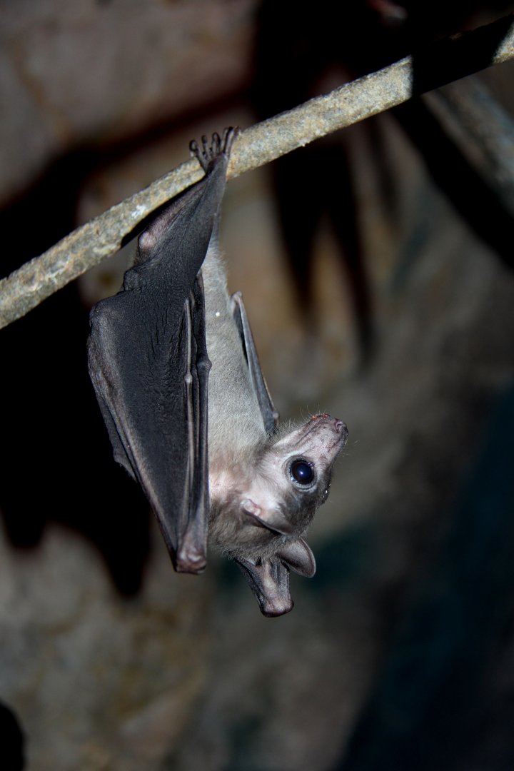 Ruwenzori Long-Haired Fruit Bat (Rousettus lanosus)