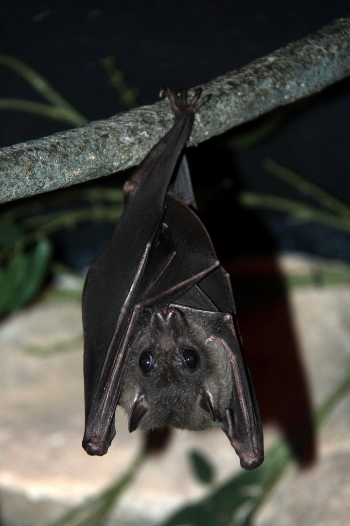 Ruwenzori Long-Haired Fruit Bat (Rousettus lanosus)