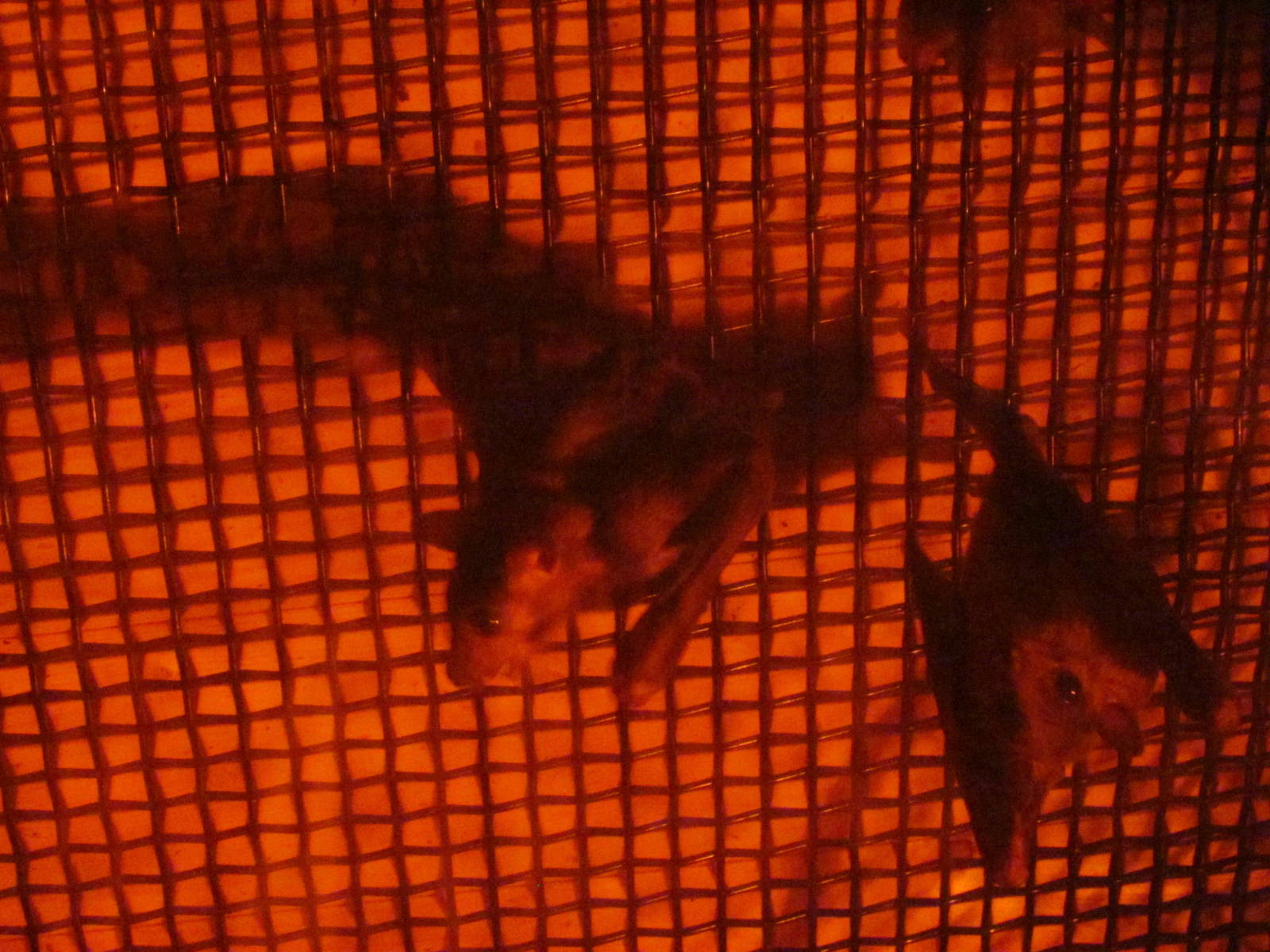 Ruwenzori Long-haired Fruit-bat