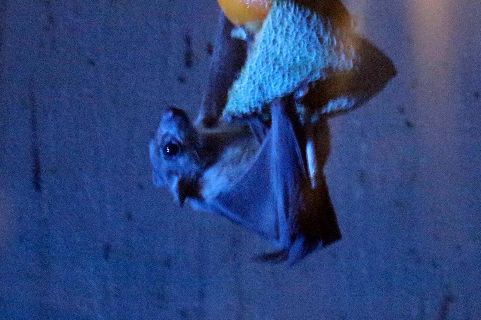 Ruwenzori Long-haired Fruit Bat