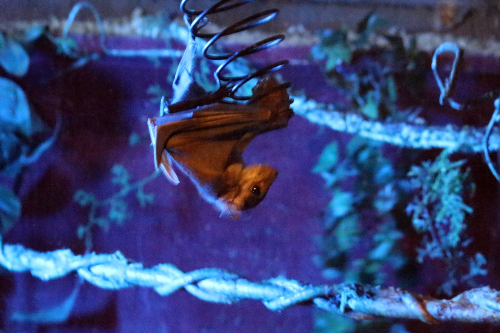 Ruwenzori Long-haired Fruit Bat