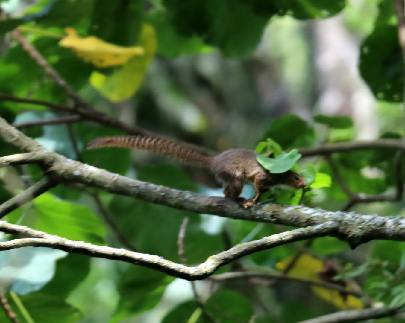 Ruwenzori sun squirrel (Heliosciurus ruwenzorii)