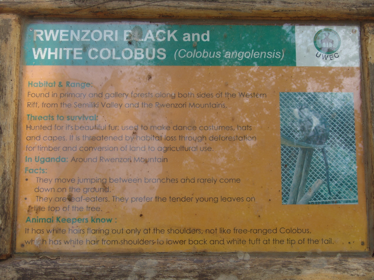 Rwenzori Black & White Colobus (Colobus angolensis ruwenzorii)