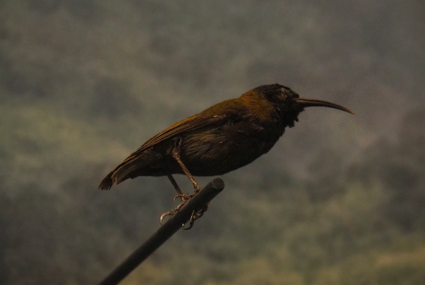 Rwenzori  blue-headed sunbird (Cyanomitra alinae) specimen, 2021-10-20