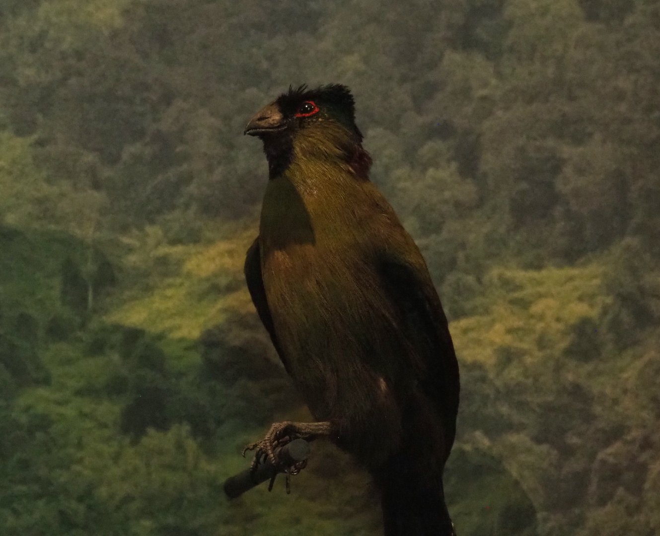 Rwenzori turaco (Gallirex johnstoni) specimen, 2021-10-20