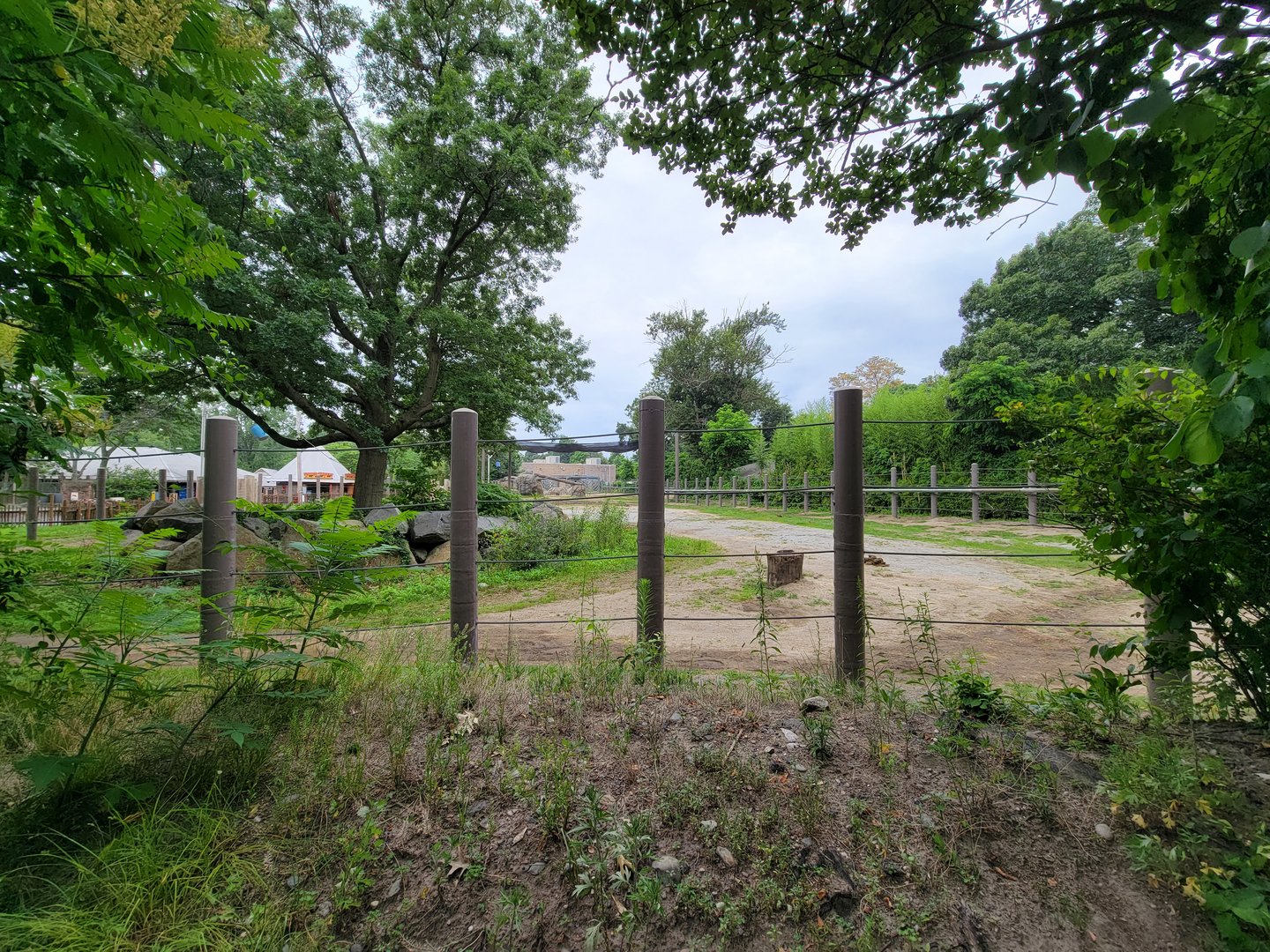 RWPZ 7/22 - African elephants, far right of exhibit