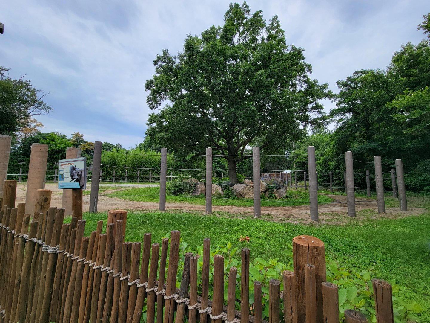 RWPZ 7/22 - African elephants