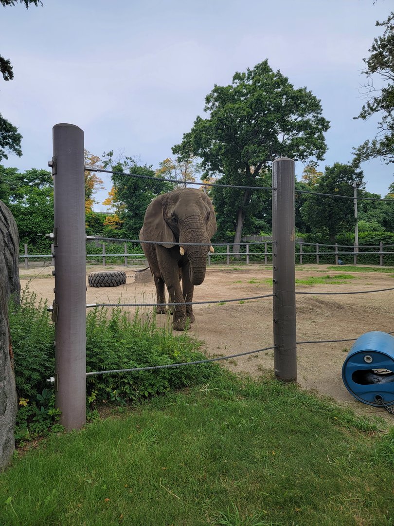 RWPZ 7/22 - African elephants