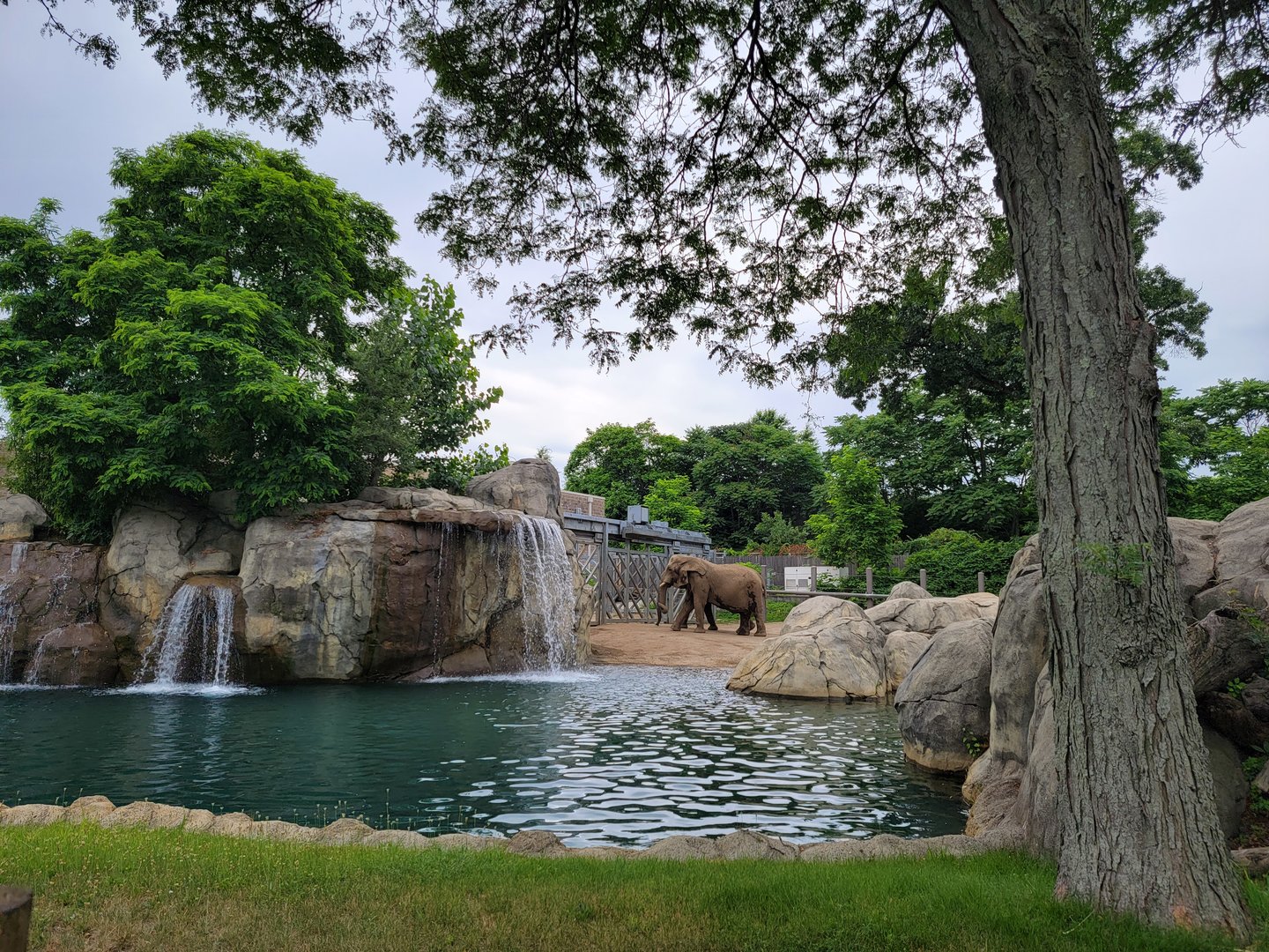 RWPZ 7/22 - African elephants