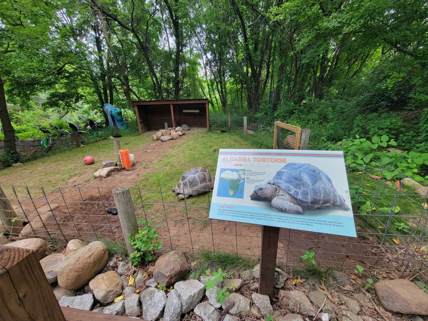 RWPZ 7/22 - Aldabra tortoises