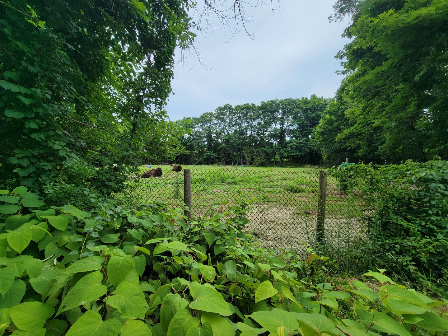 RWPZ 7/22 - American bison