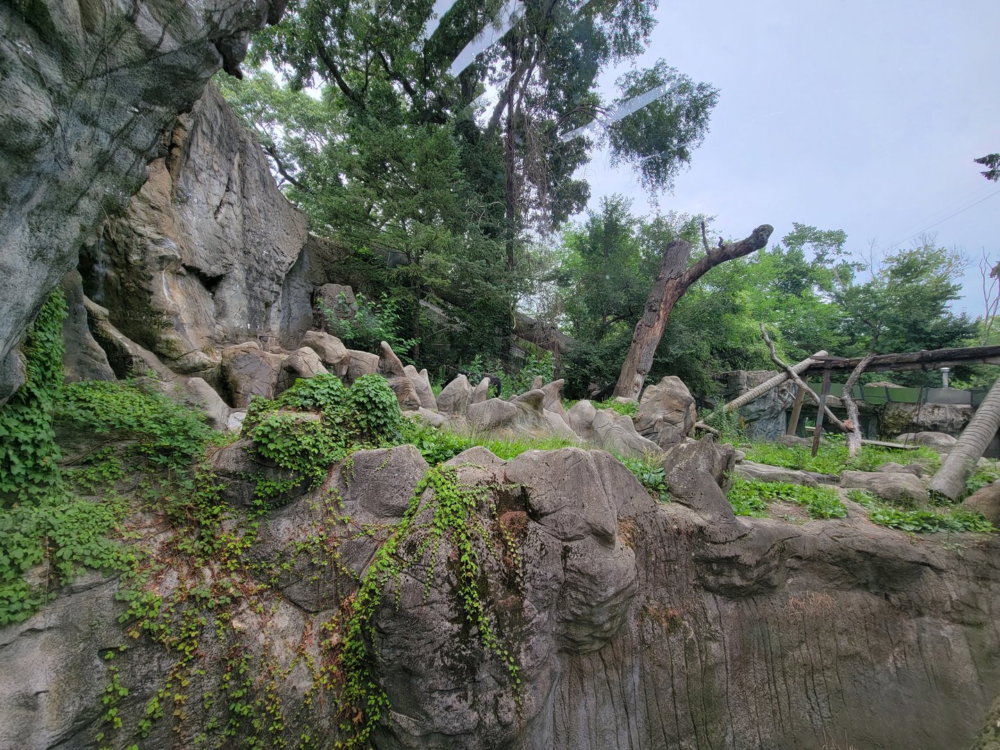 RWPZ 7/22 - Asiatic black bear