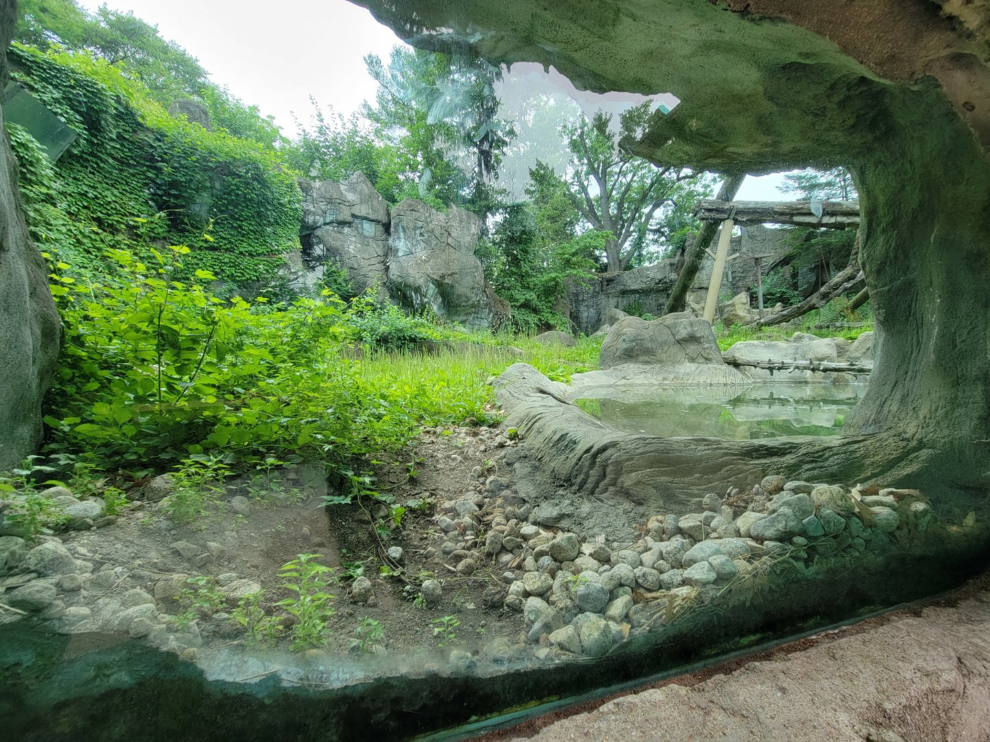 RWPZ 7/22 - Asiatic black bear