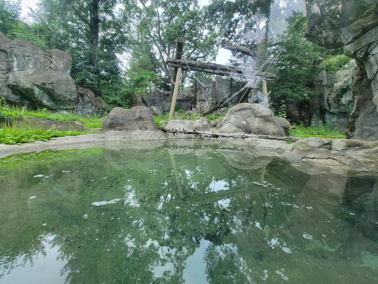 RWPZ 7/22 - Asiatic black bear