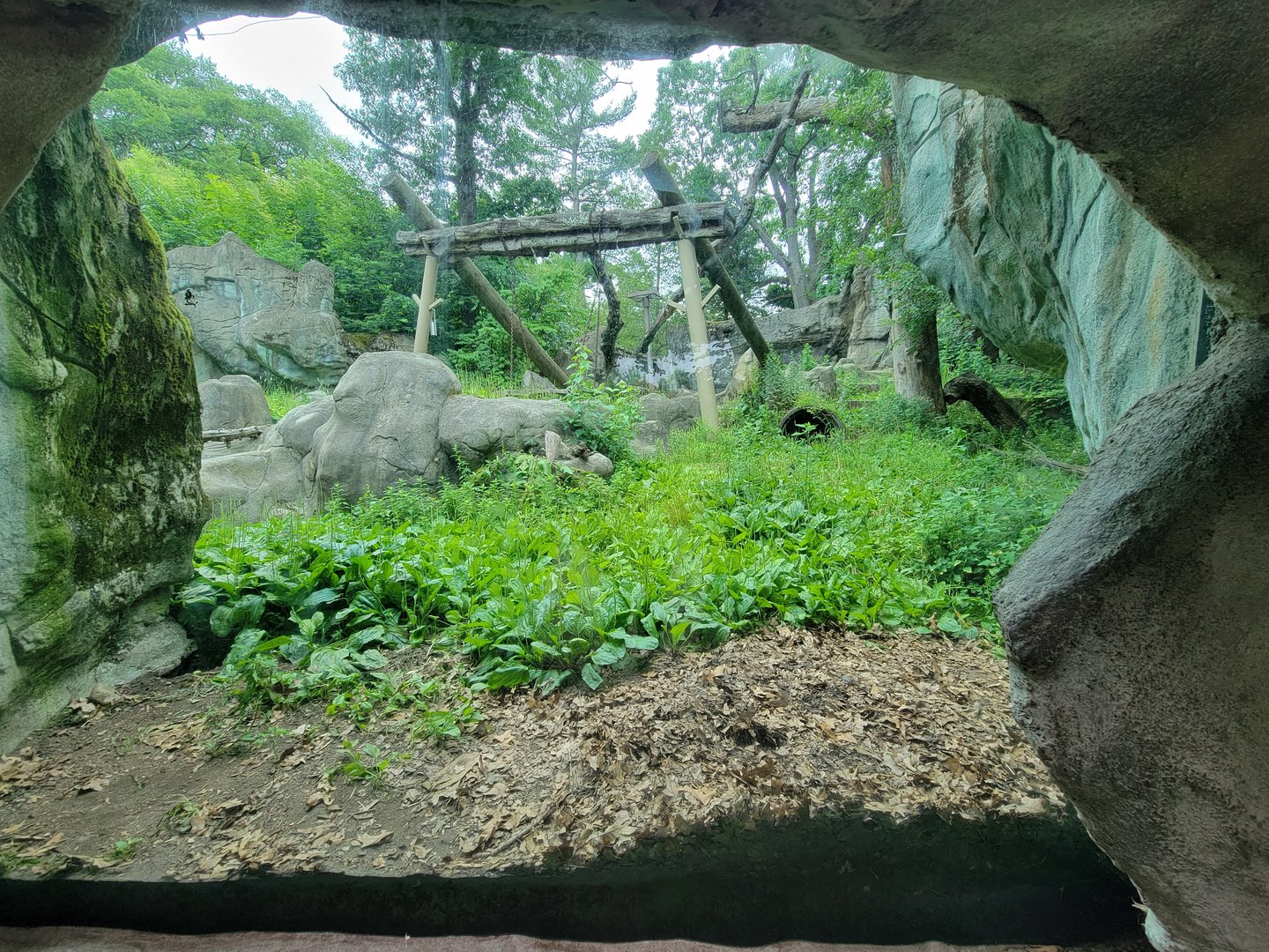 RWPZ 7/22 - Asiatic black bear