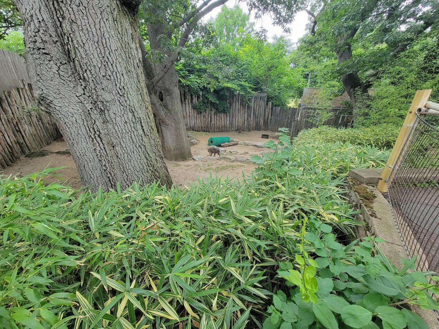 RWPZ 7/22 - Babirusa