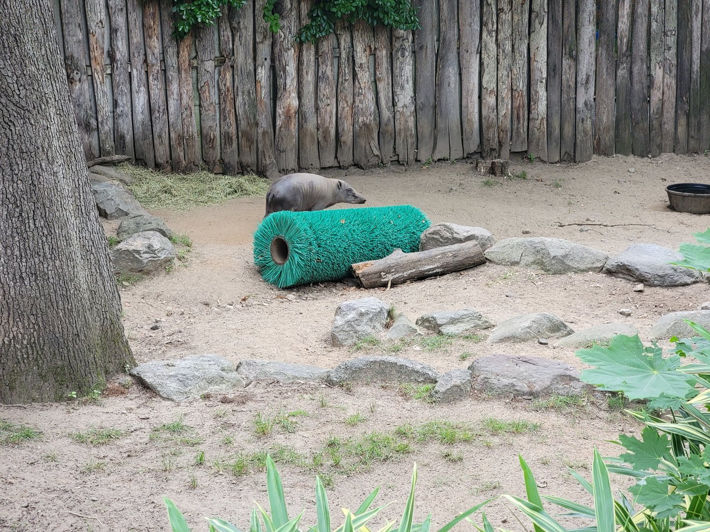 RWPZ 7/22 - Babirusa