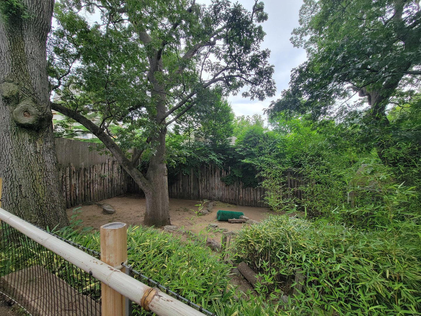 RWPZ 7/22 - Babirusa