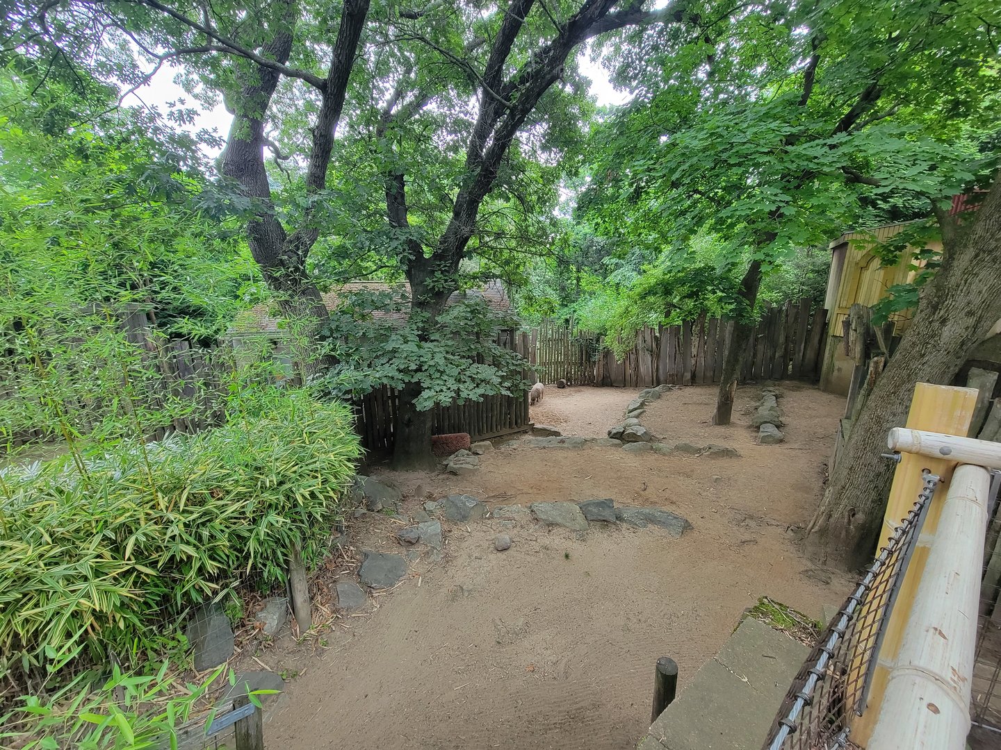 RWPZ 7/22 - Babirusa