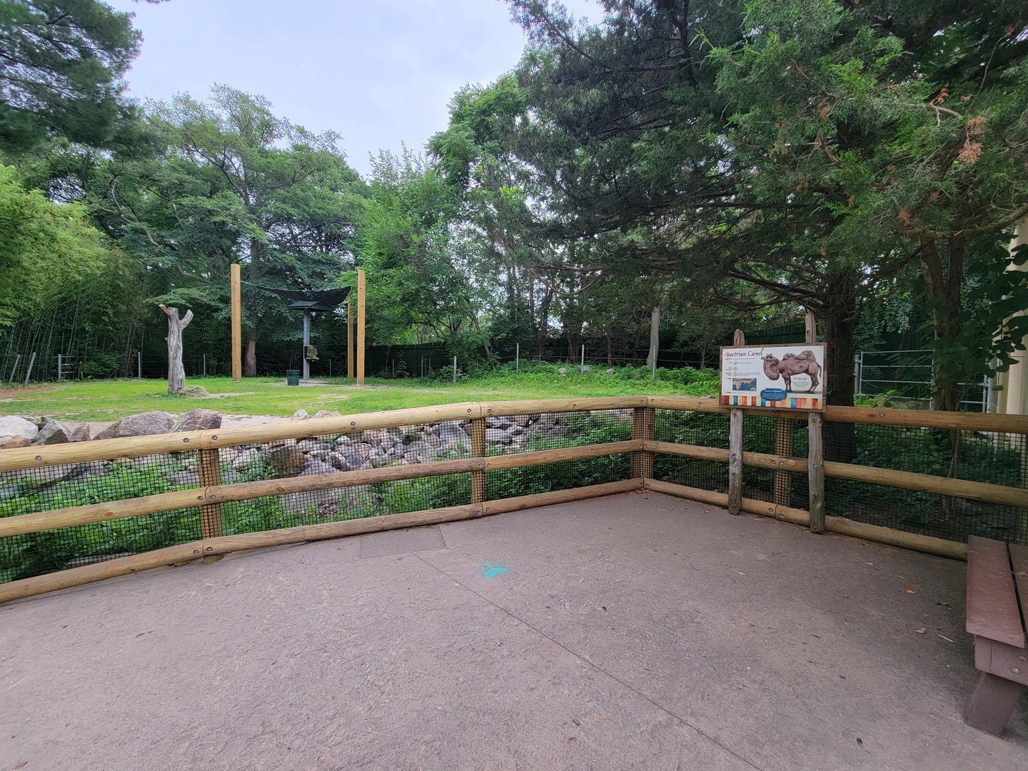 RWPZ 7/22 - Bactrian camel