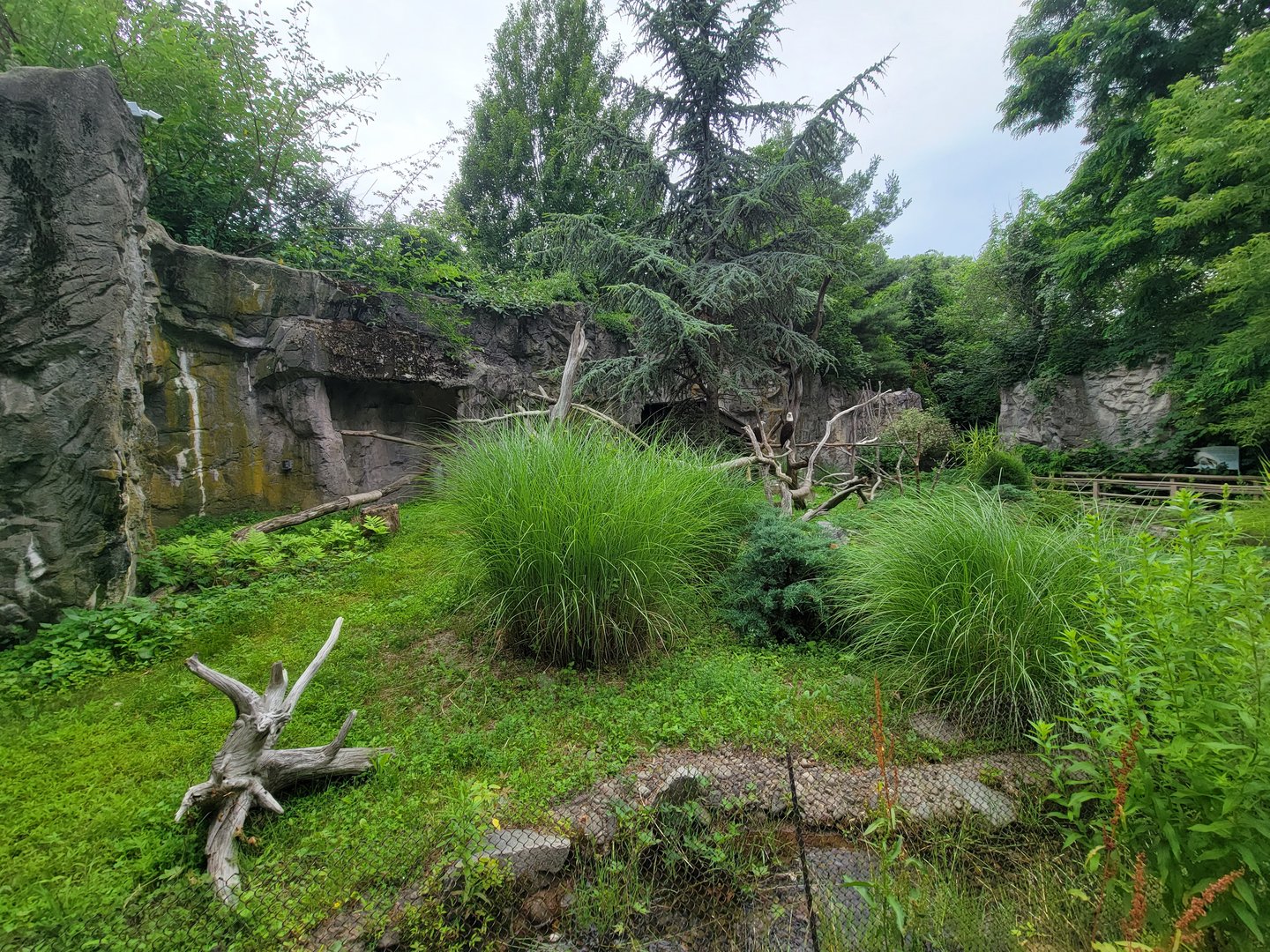 RWPZ 7/22 - Bald Eagle & Golden Eagle