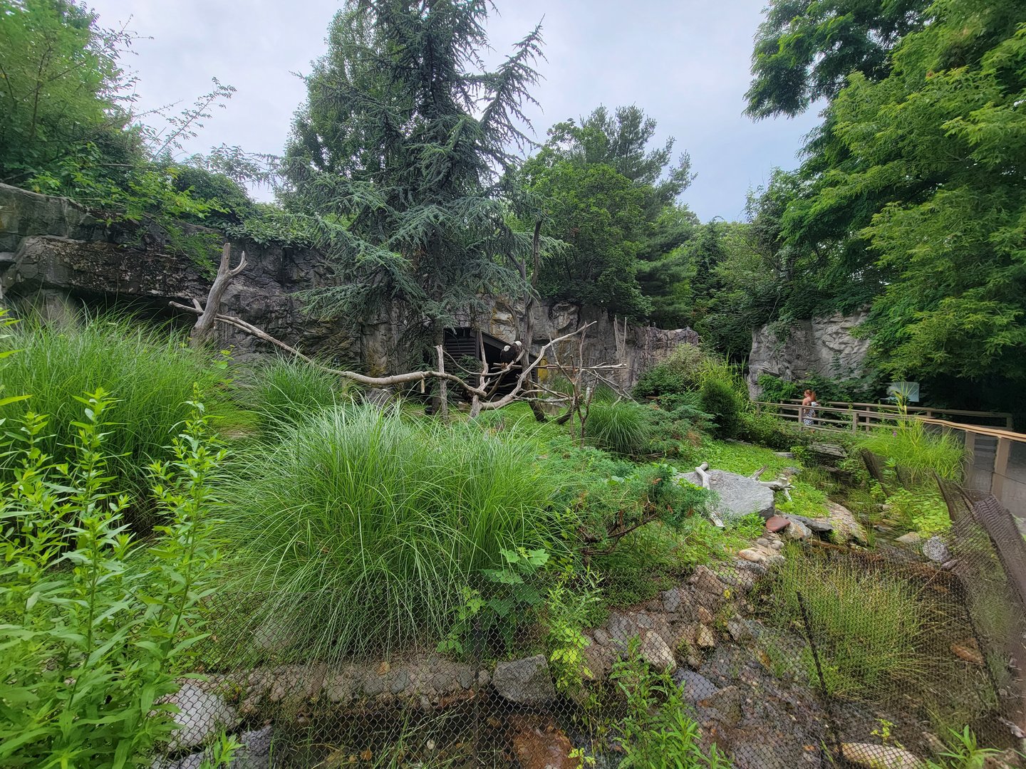 RWPZ 7/22 - Bald Eagle & Golden Eagle