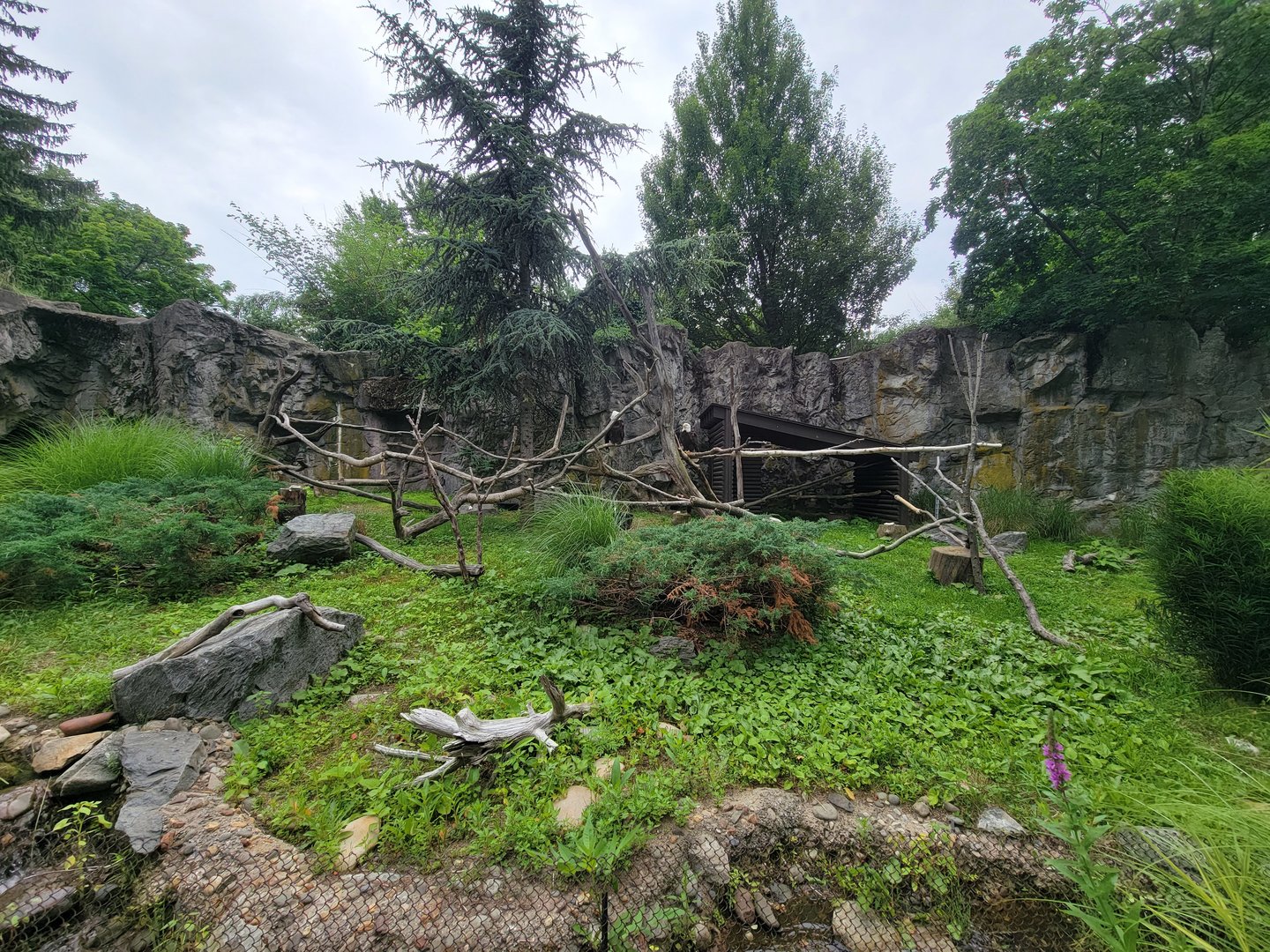 RWPZ 7/22 - Bald Eagle & Golden Eagle