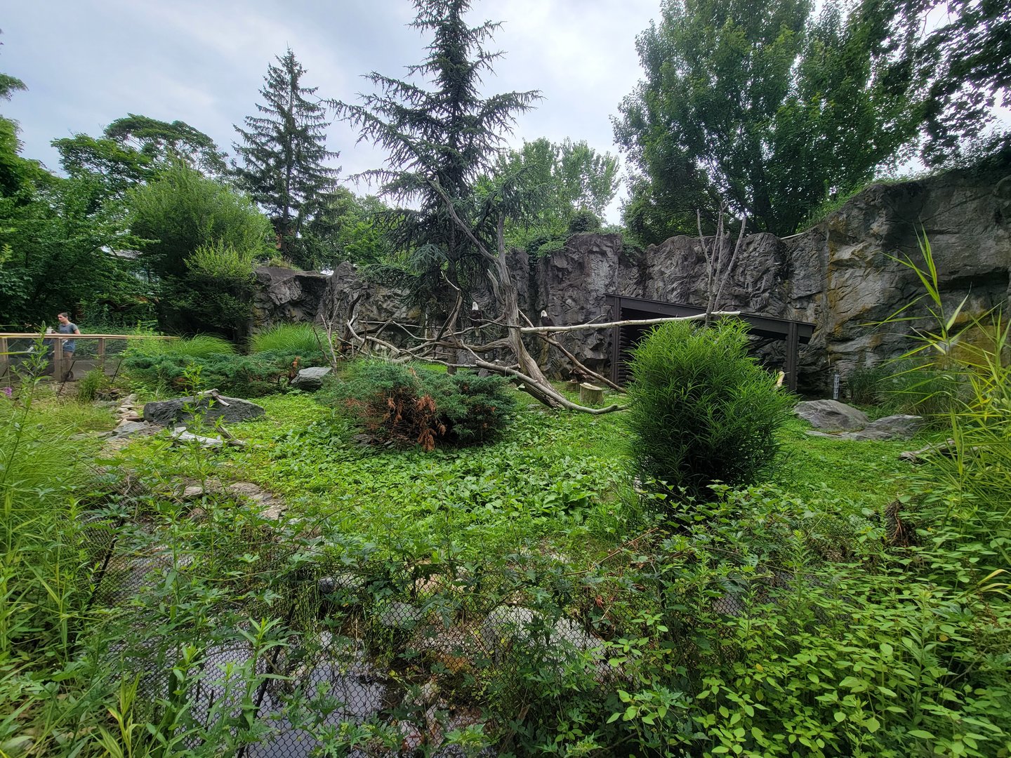 RWPZ 7/22 - Bald Eagle & Golden Eagle