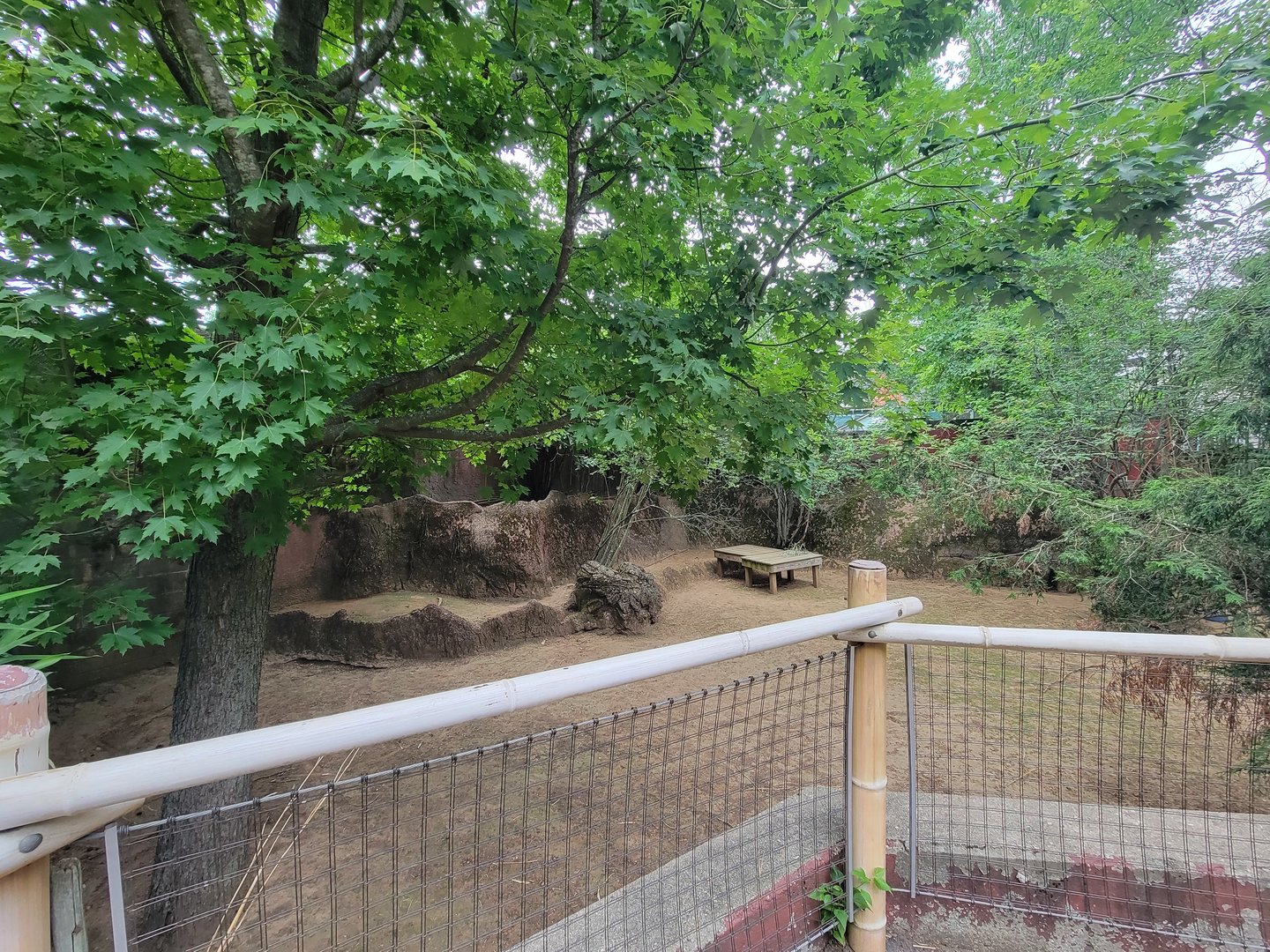 RWPZ 7/22 - Bennett's wallabies