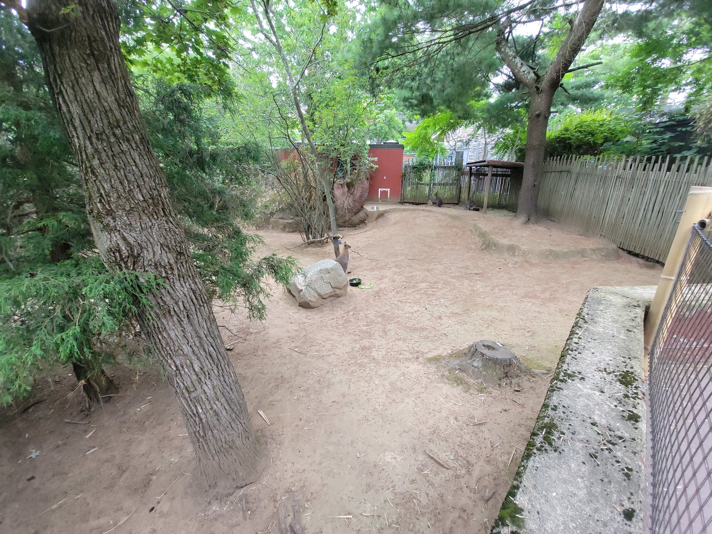 RWPZ 7/22 - Bennett's wallabies