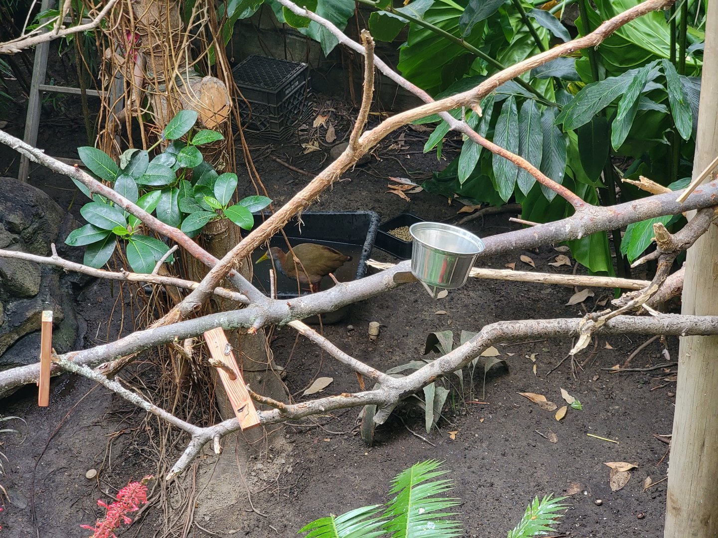 RWPZ 7/22 - Bird area