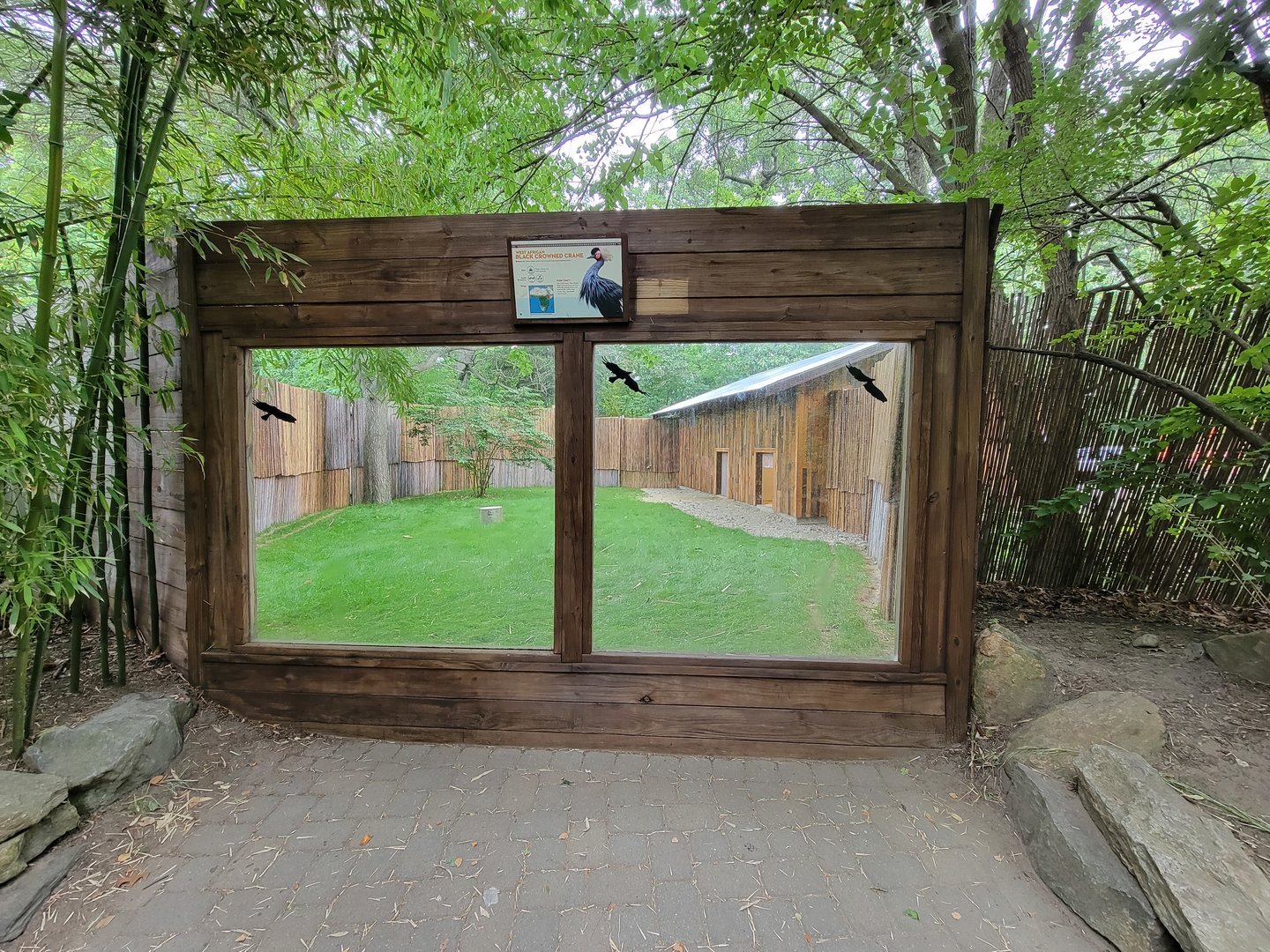 RWPZ 7/22 - Black crowned crane