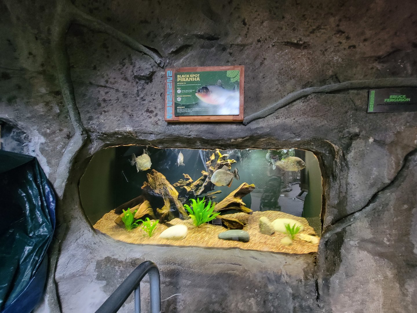 RWPZ 7/22 - Black-spot piranhas