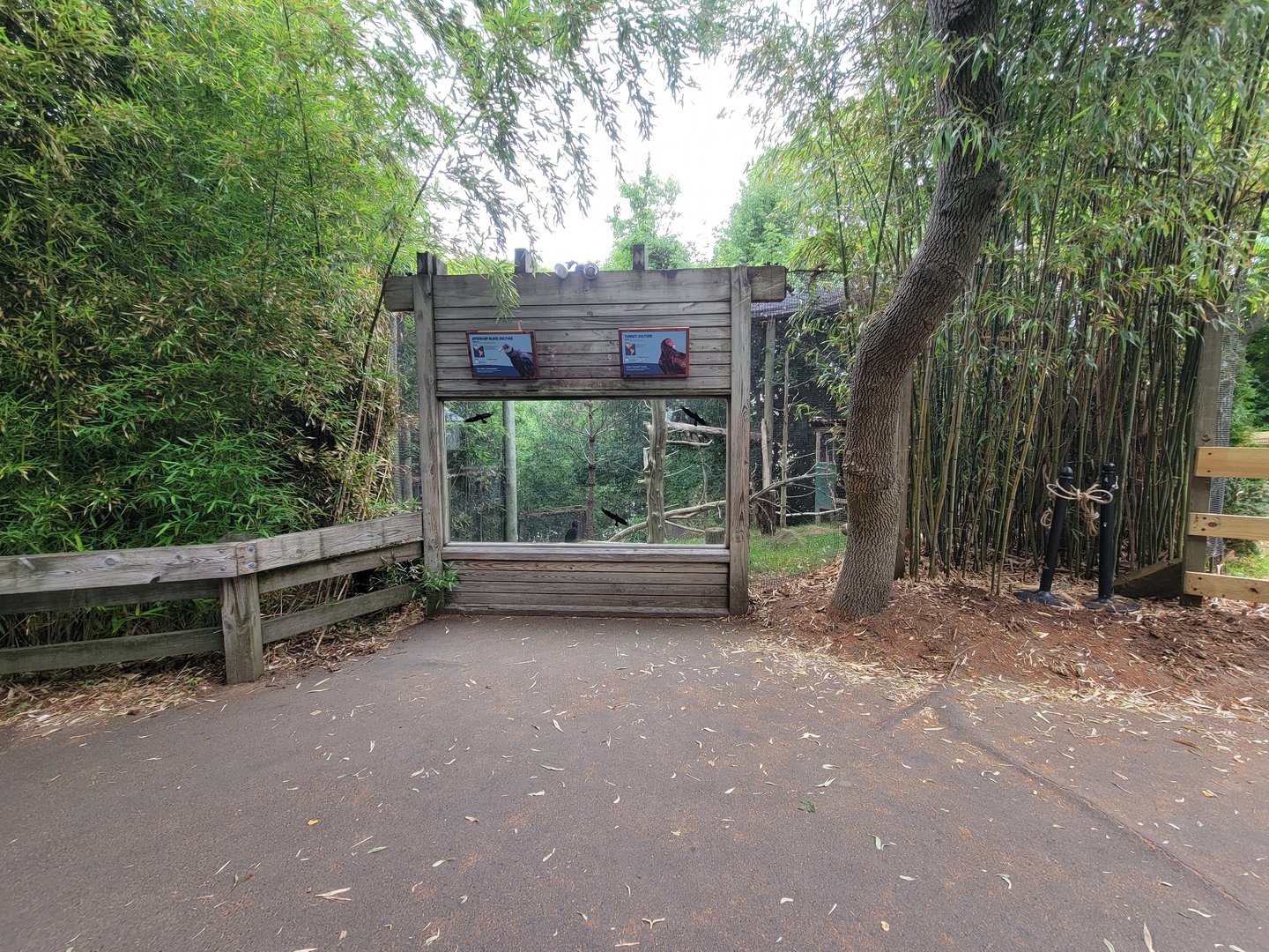 RWPZ 7/22 - Black vulture & turkey vulture