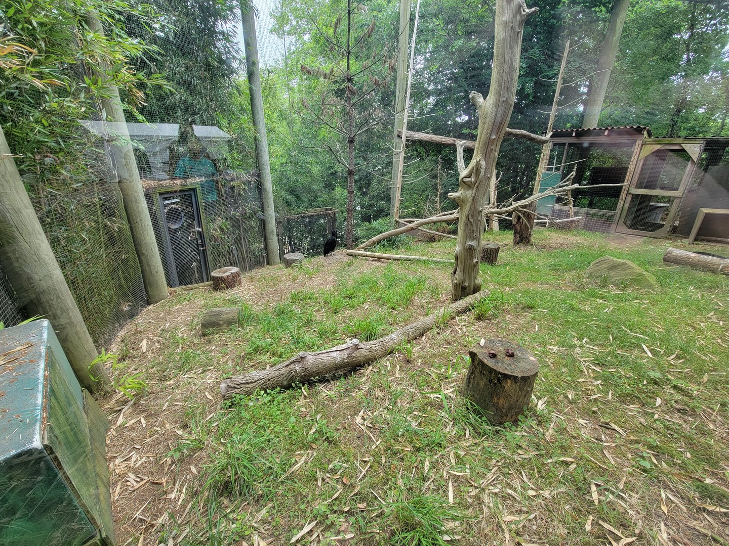 RWPZ 7/22 - Black vulture