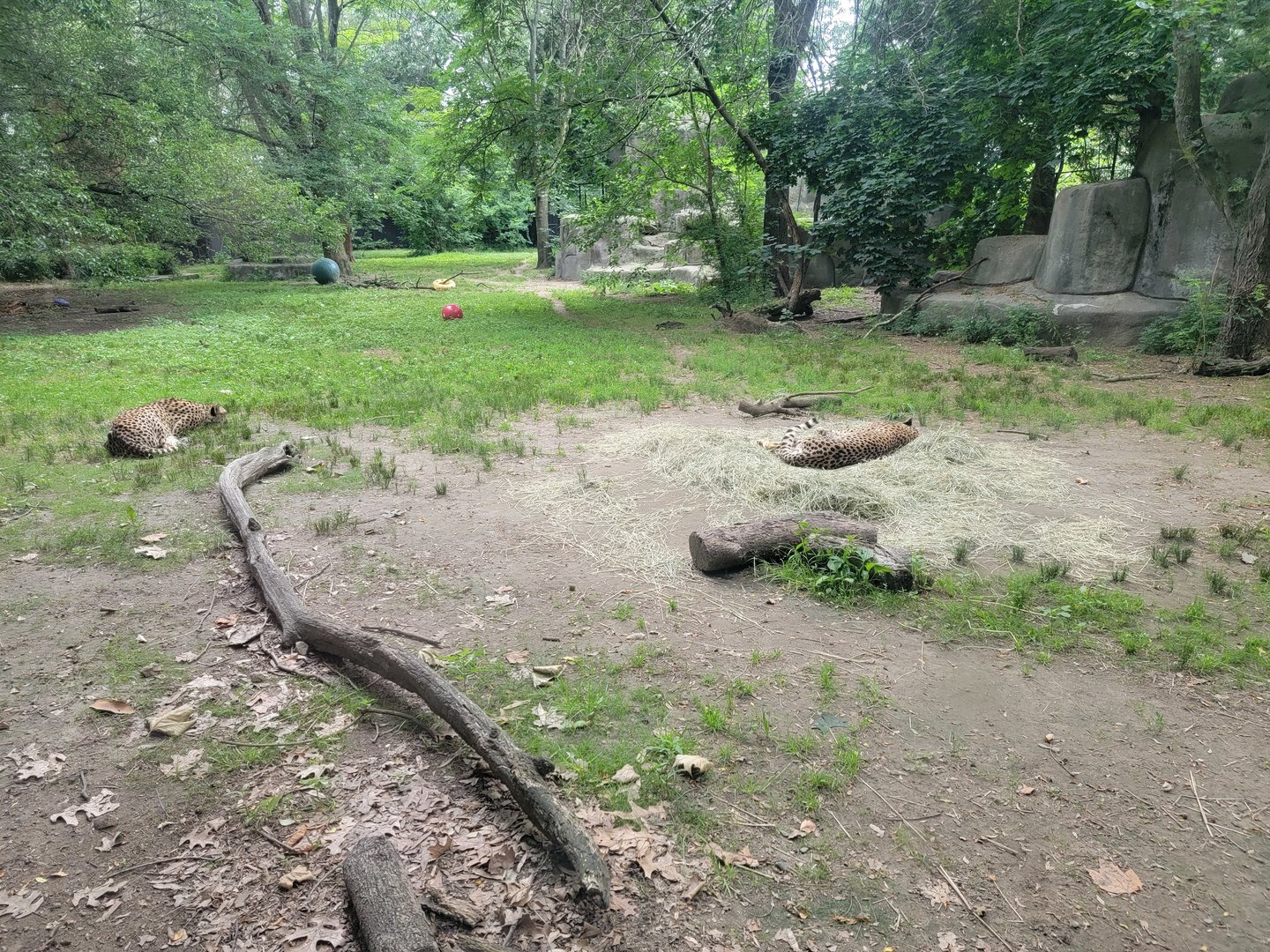 RWPZ 7/22 - Cheetahs