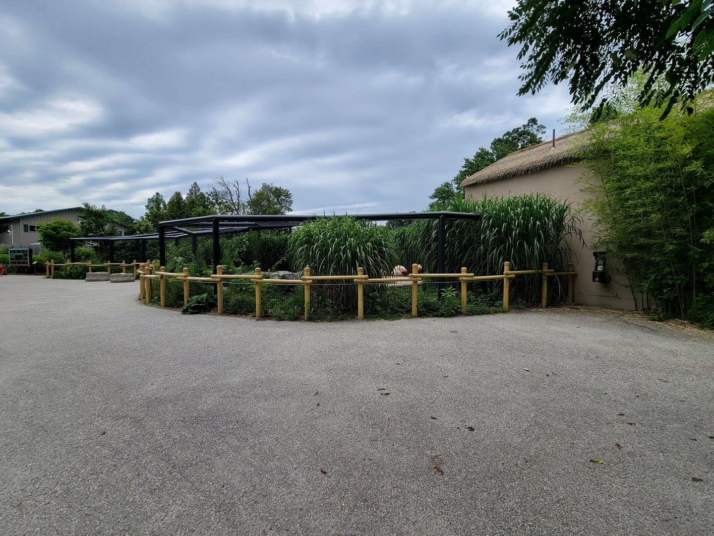 RWPZ 7/22 - Chilean flamingos