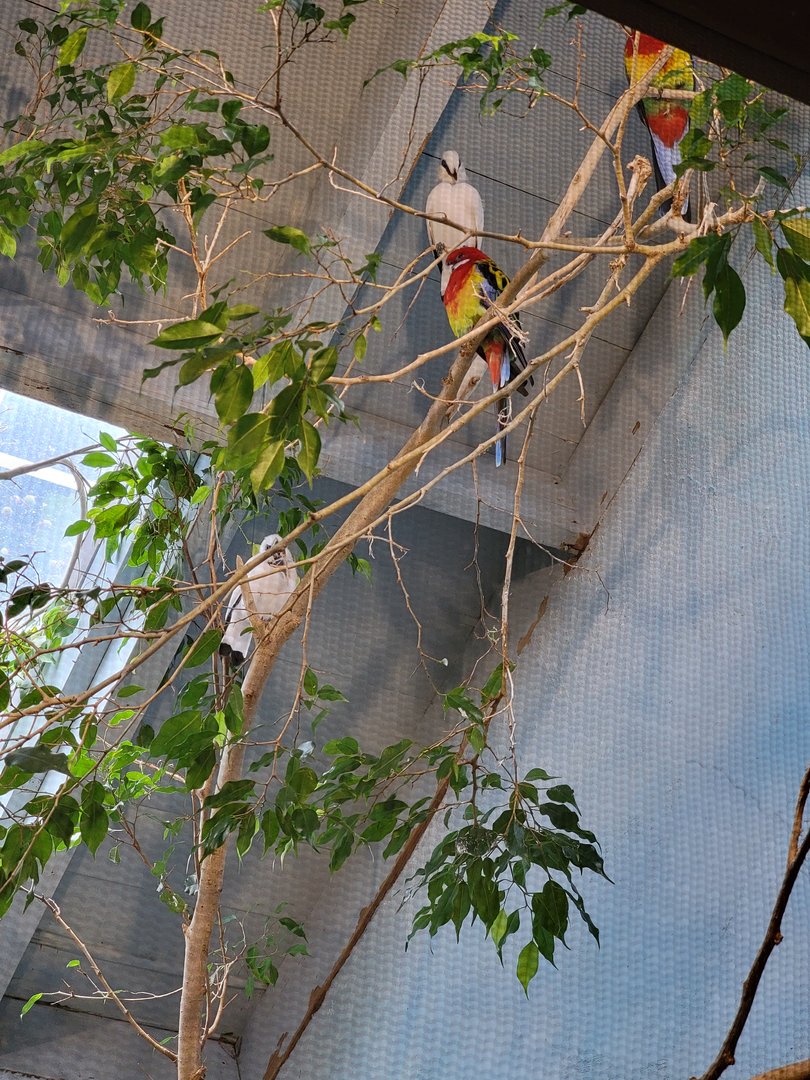 RWPZ 7/22 - Eastern rosella, Bali mynah