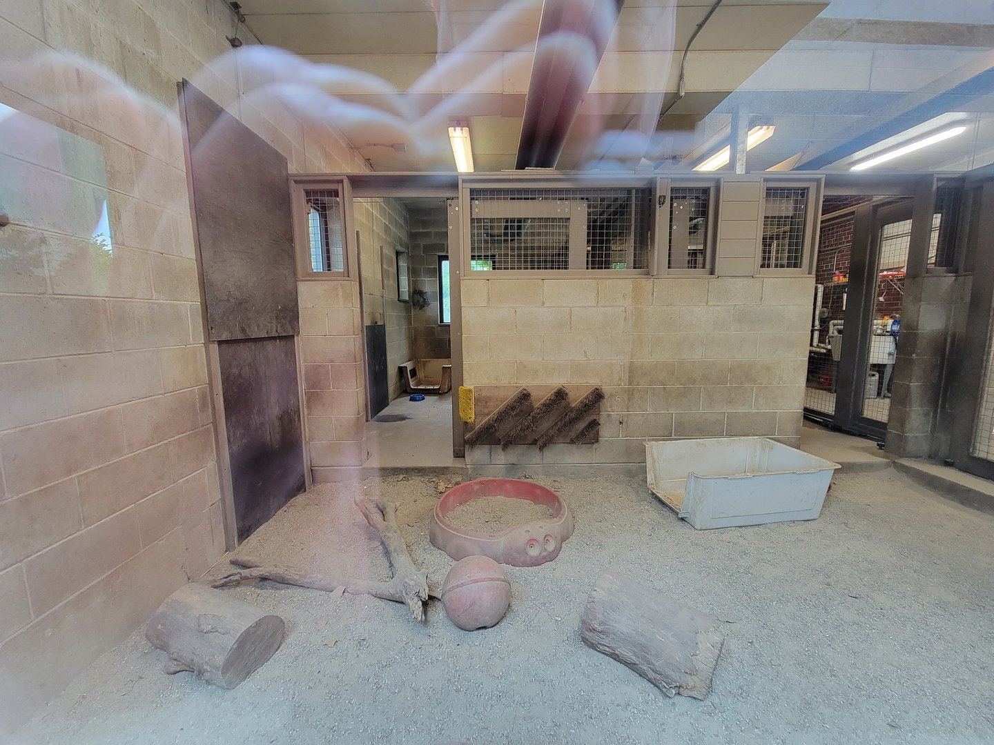 RWPZ 7/22 - Giant anteater indoor viewing