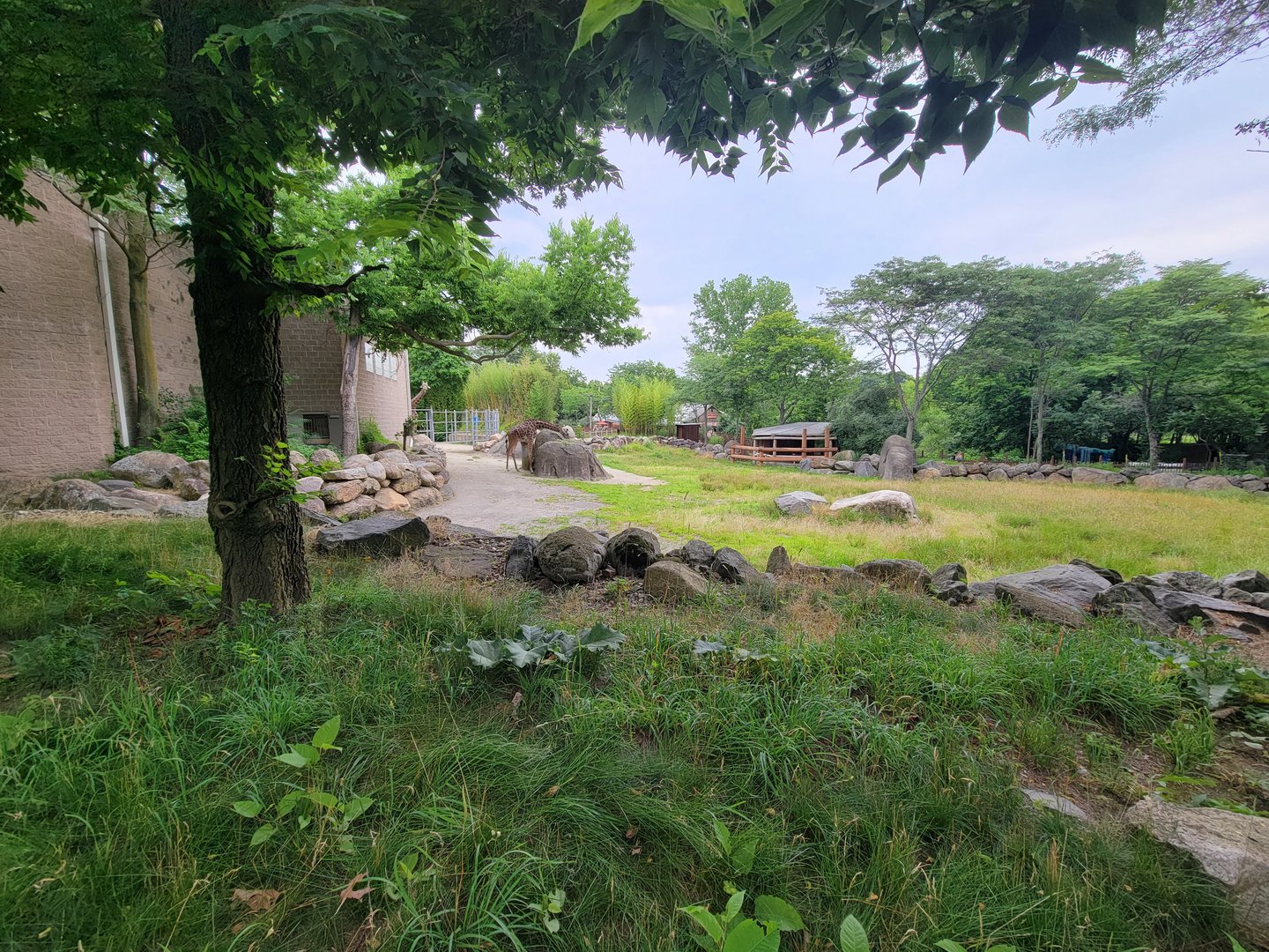 RWPZ 7/22 - Giraffes