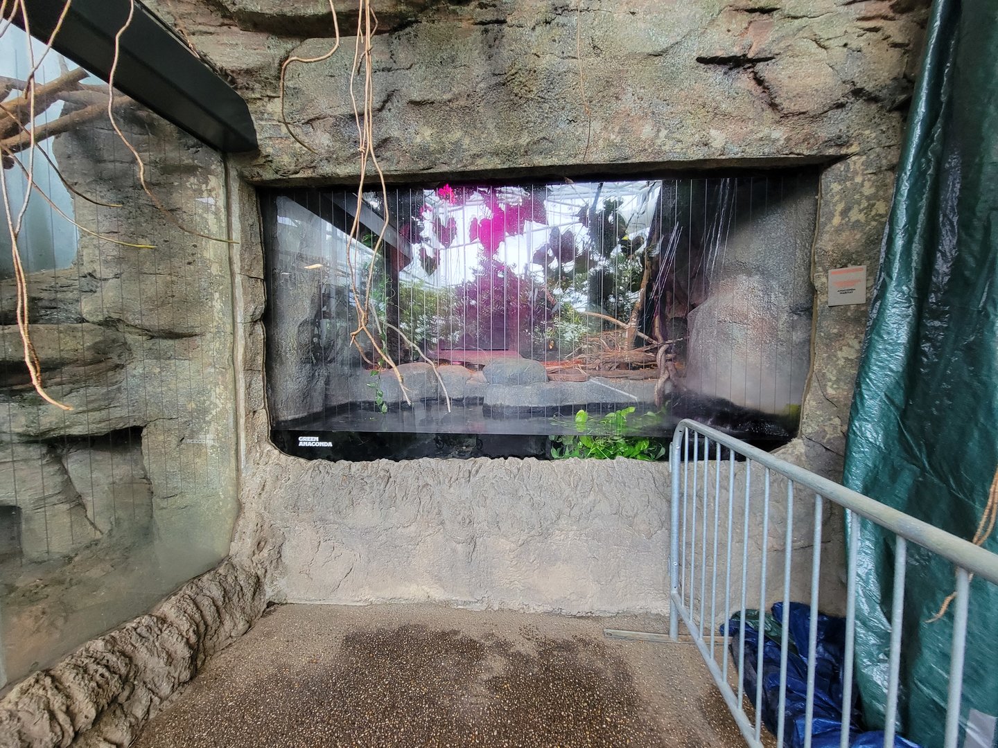 RWPZ 7/22 - Green anaconda