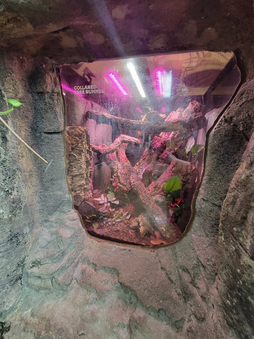 RWPZ 7/22 - Herp exhibits in Faces of the Rainforest