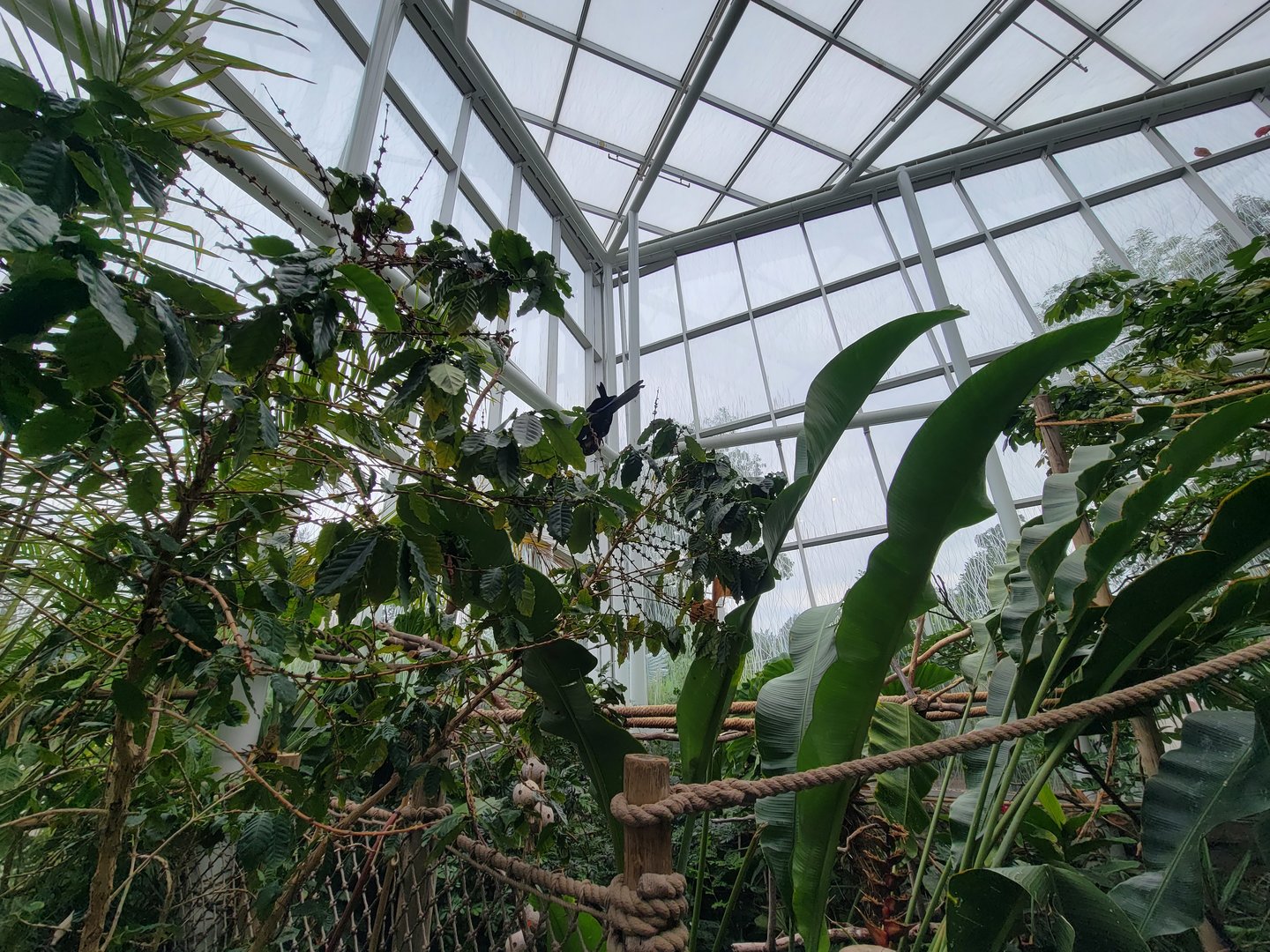 RWPZ 7/22 - Inside Faces of the Rainforest, Hyacinth macaws